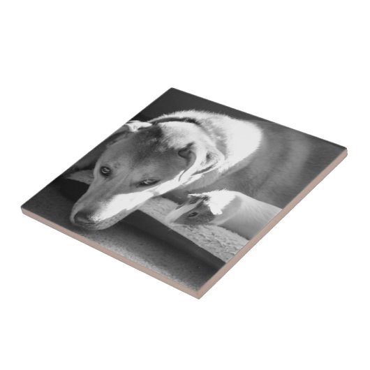 Dog en Guinee Tegeltje (Zijkant)