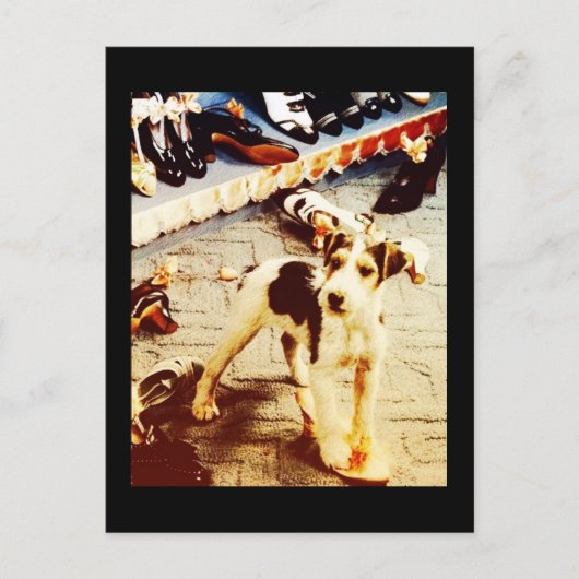 Dog en Shoes Briefkaart (Voorkant)