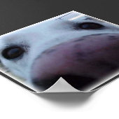 Dog Face Poster (Hoek)