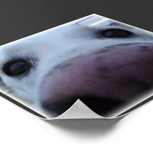 Dog Face Poster (Hoek)