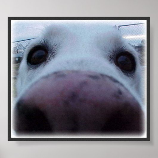 Dog Face Poster (Voorkant)