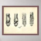 Dog Foot Paw Veterinary Anatomy Print (Voorkant)