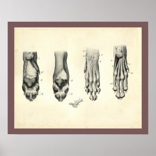 Dog Foot Paw Veterinary Anatomy Print (Voorkant)