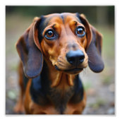 Dog Foto Afdruk (Voorkant)