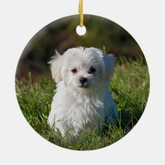 Dog Foto Naam Jaar White Paw Print Roos Gold Keramisch Ornament (Achterkant)