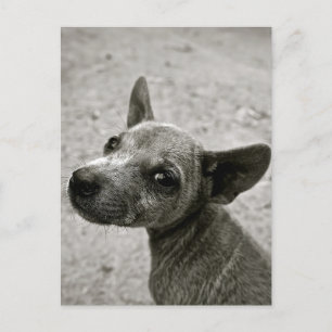 DOG FOTOGRAFIE-BRIEFKAARTEN KUNNEN AFSTAND BRIEFKAART