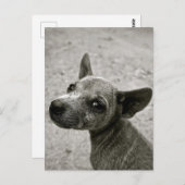 DOG FOTOGRAFIE-BRIEFKAARTEN KUNNEN AFSTAND BRIEFKAART (Voorkant / Achterkant)