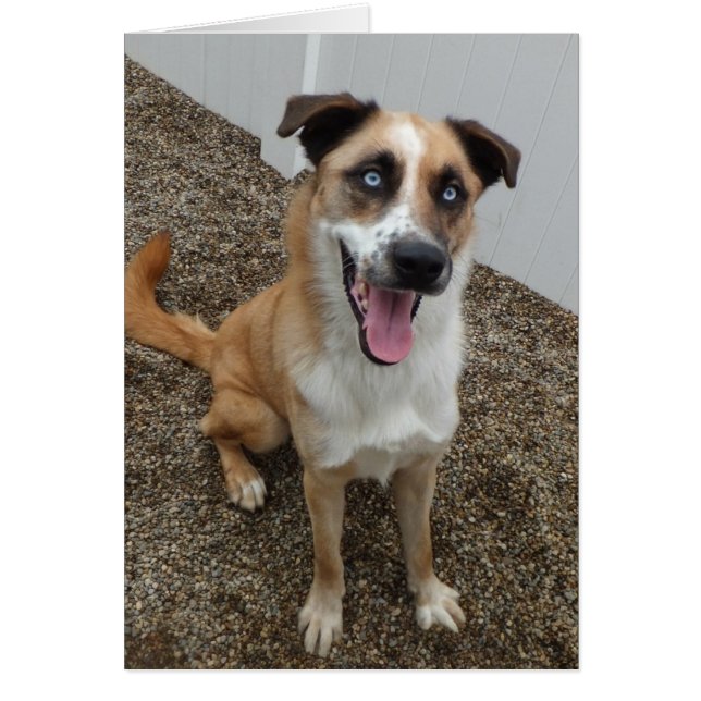 Dog-fotokaart - Blu (Voorkant)