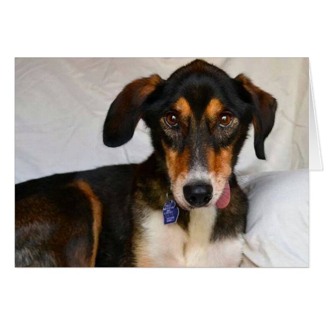 Dog-fotokaart - Juniper (Voorkant Horizontaal)