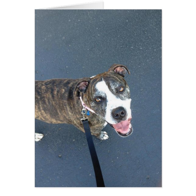 Dog-fotokaart - Macy (Voorkant)