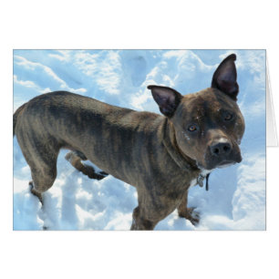 Dog-fotokaart - Marshall Pickles