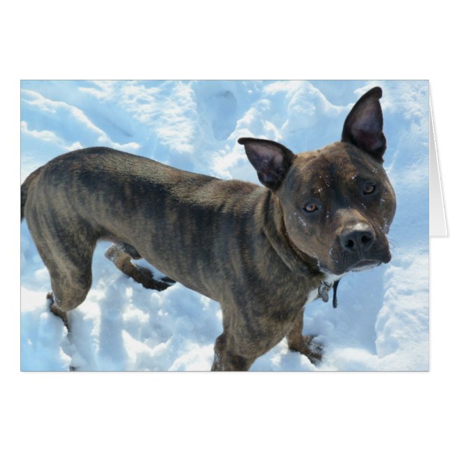 Dog-fotokaart - Marshall Pickles (Voorkant Horizontaal)