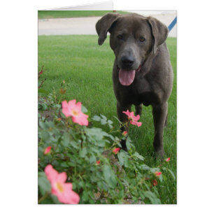 Dog-fotokaart - Max