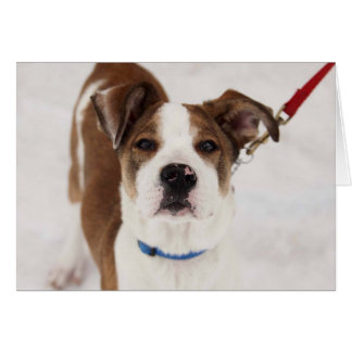 Dog-fotokaart - Peyton