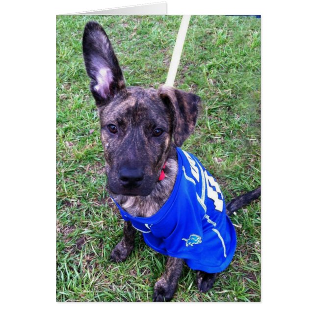 Dog-fotokaart - Zero (Voorkant)