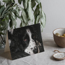 Dog-foto's met een poosje bekijken kaart