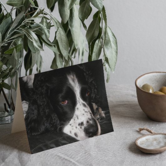 Dog-foto's met een poosje bekijken kaart