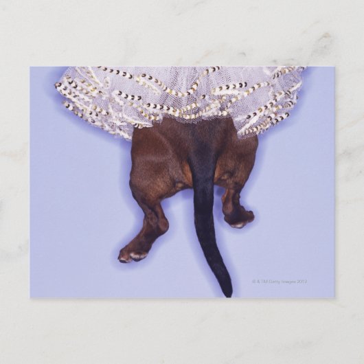 Dog gekleed briefkaart (Voorkant)