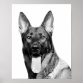 Dog german herder foto zwart wit poster (Voorkant)