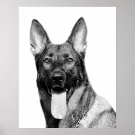 Dog german herder foto zwart wit poster