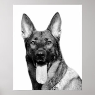 Dog german herder foto zwart wit poster