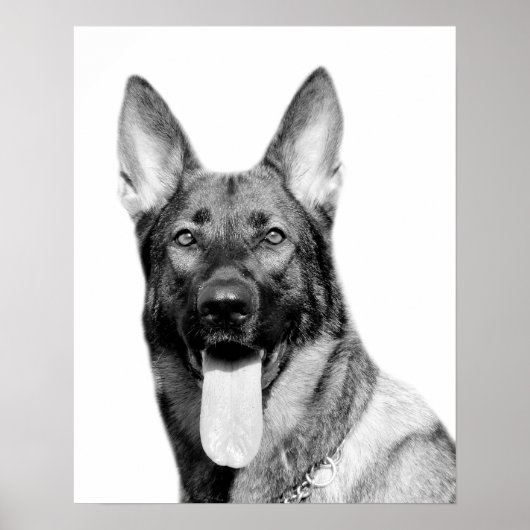 Dog german herder foto zwart wit poster (Voorkant)