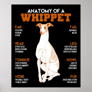 Dog Gift   anatomie van een whippet-hond voor een  Poster
