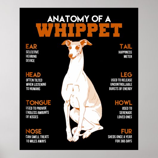 Dog Gift | anatomie van een whippet-hond voor een  Poster (Voorkant)