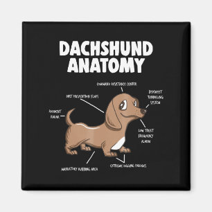Dog Gift   Anatomy Dachshund Funny Weiner Magneet