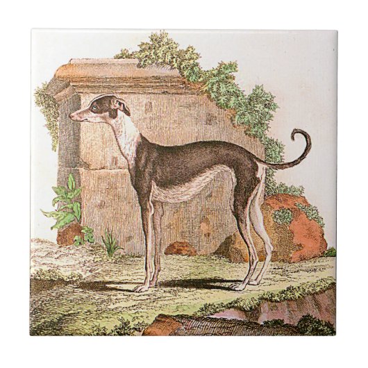 Dog - Greyhound Tegeltje (Voorkant)