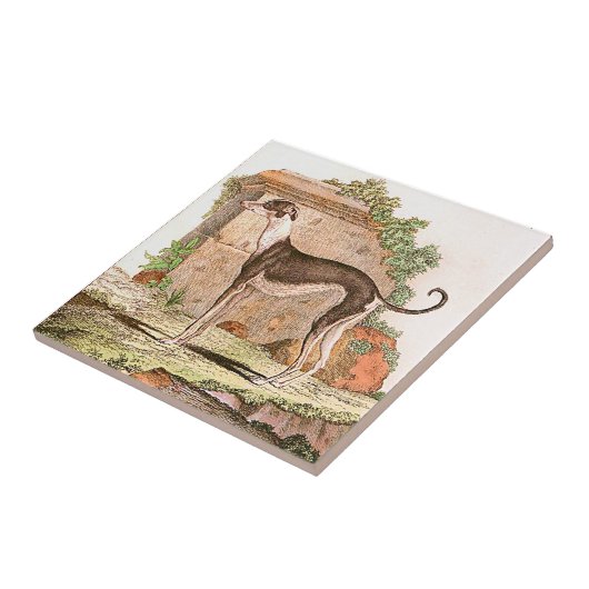 Dog - Greyhound Tegeltje (Zijkant)