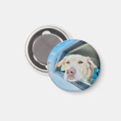 Dog Hanging Out Car Window Sunny Day Button Magneet (Voorkant / Achterkant)