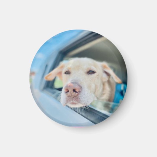 Dog Hanging Out Car Window Sunny Day Button Magneet (Voorkant)