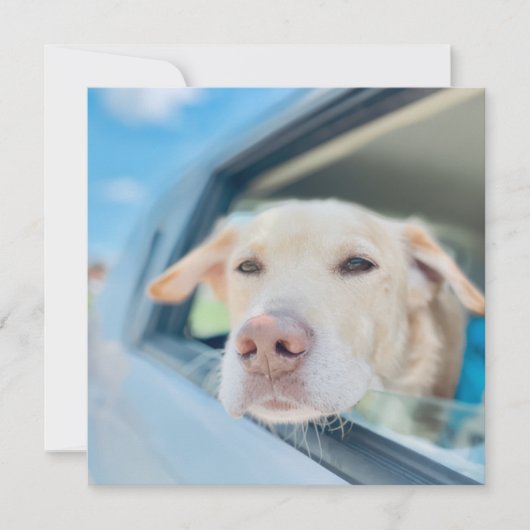Dog Hanging Out Car Window Sunny Day Flat Card (Voorkant)