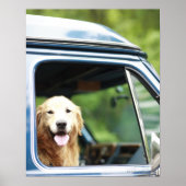 Dog in auto poster (Voorkant)