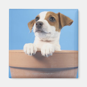 Dog in de bloempot magneet