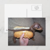 Dog in een Bun Briefkaart (Voorkant / Achterkant)