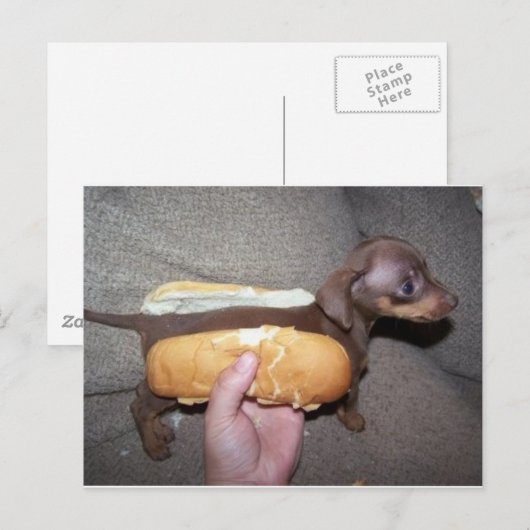 Dog in een Bun Briefkaart (Voorkant / Achterkant)