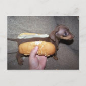 Dog in een Bun Briefkaart (Voorkant)