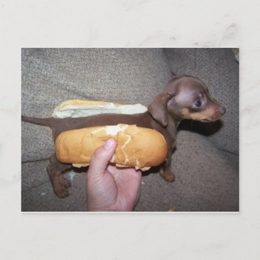 Dog in een Bun Briefkaart (Voorkant)