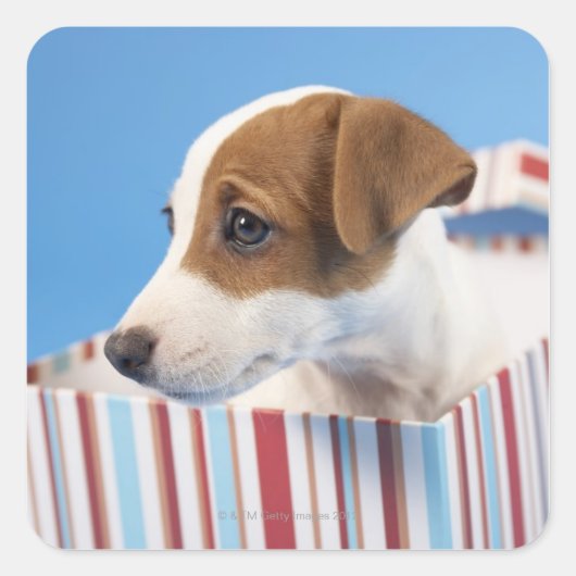 Dog in een cadeaudoos vierkante sticker (Voorkant)