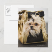 Dog in een handtas briefkaart (Voorkant / Achterkant)