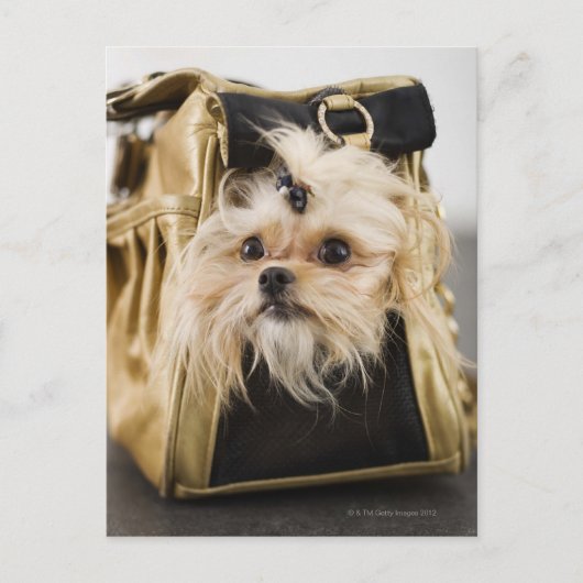 Dog in een handtas briefkaart (Voorkant)