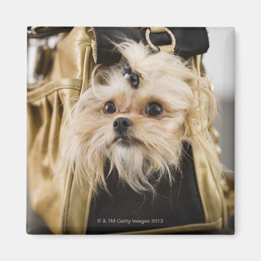 Dog in een handtas magneet (Voorkant)