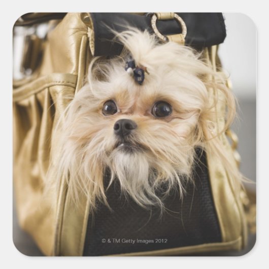Dog in een handtas vierkante sticker (Voorkant)