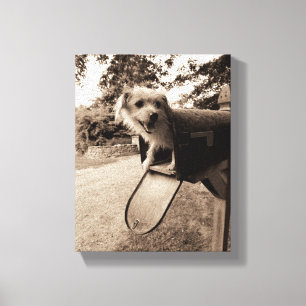 Dog In een postvak Canvas Afdruk
