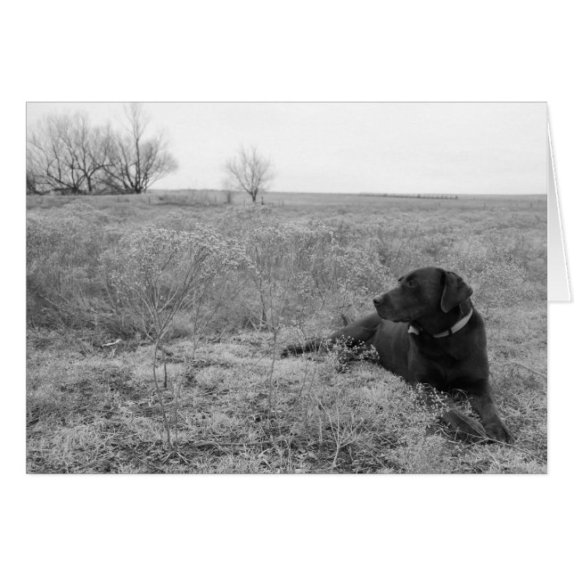 Dog in fieldkaart (Voorkant Horizontaal)