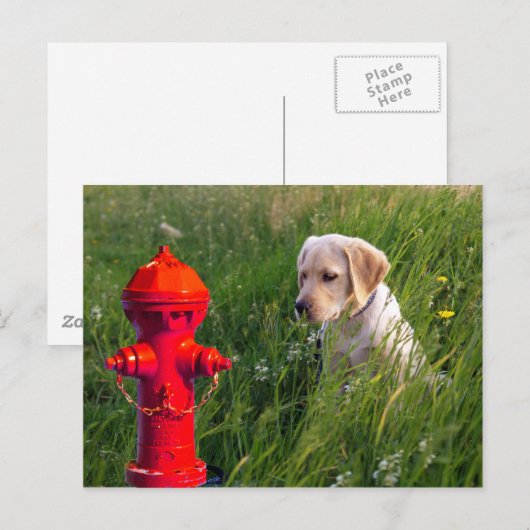 Dog in het veld met brandstoffluoride briefkaart (Voorkant / Achterkant)