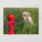 Dog in het veld met brandstoffluoride briefkaart (Voorkant)