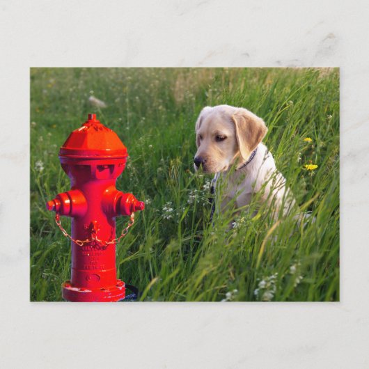 Dog in het veld met brandstoffluoride briefkaart (Voorkant)